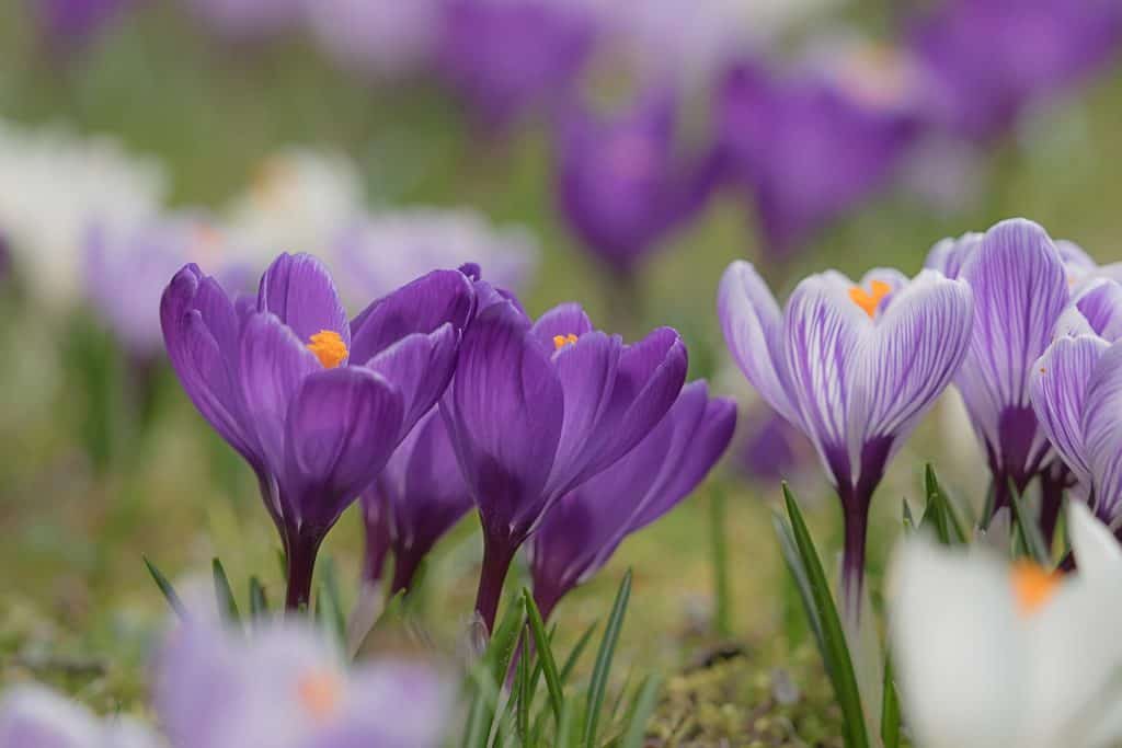 Crocus Blüten