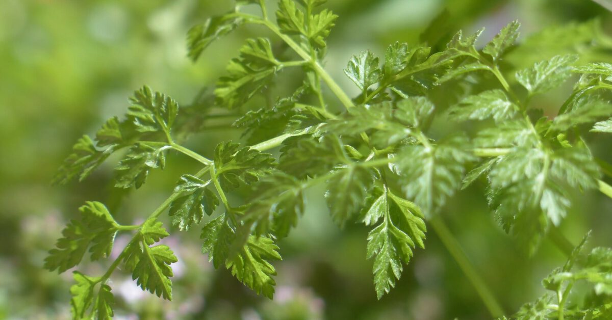Wie schmeckt Kerbel? Geschmack, Herkunft und Tipps zum Würzen