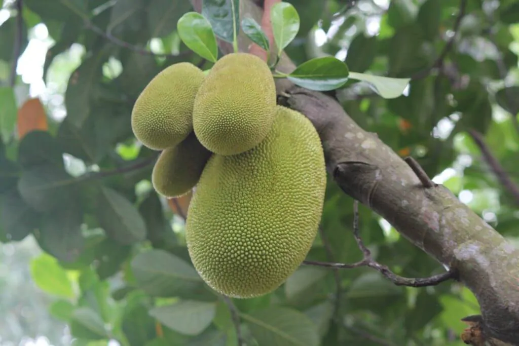 Wie Schmeckt Jackfruit Geschmack Herkunft Verzehr