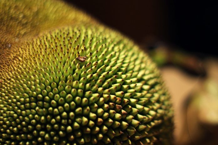 Jackfruit