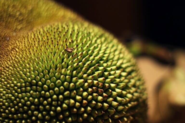 Wie schmeckt Jackfruit?