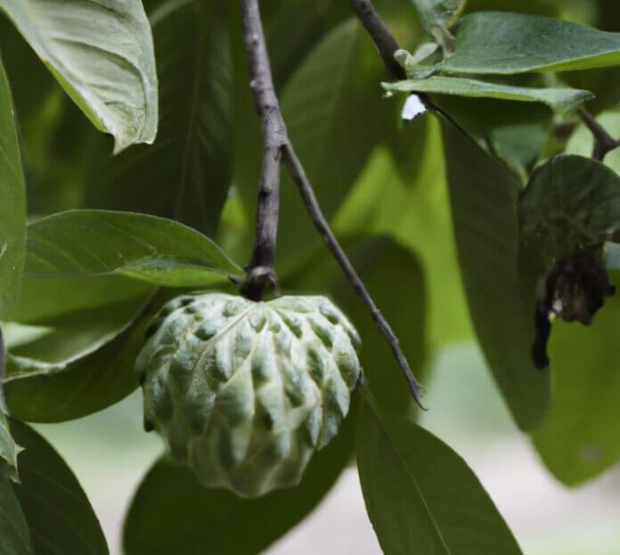 Wie schmeckt Cherimoya? Aussehen, Geschmack & Herkunft