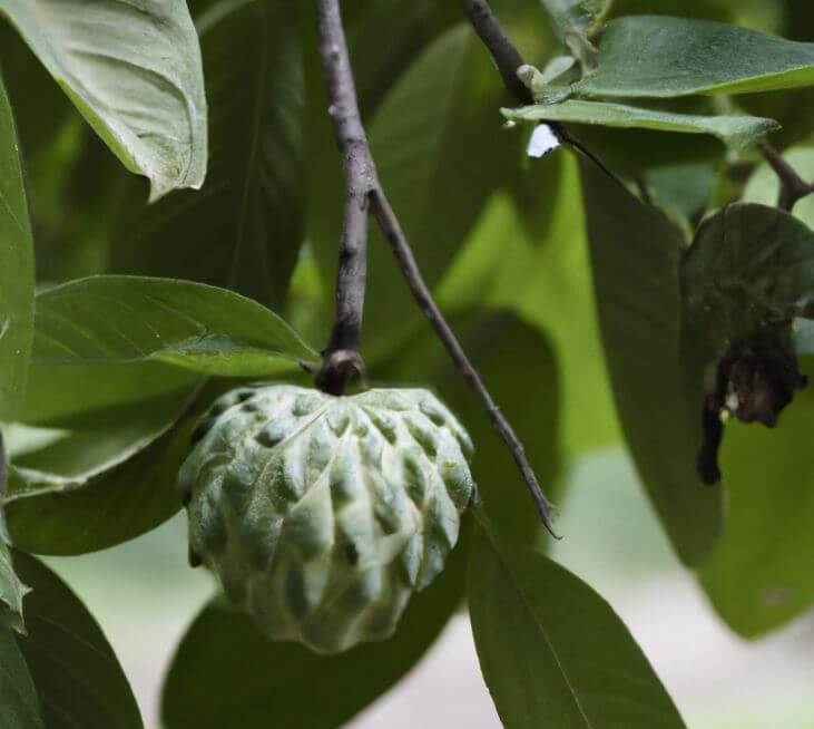 Cherimoya-Baum