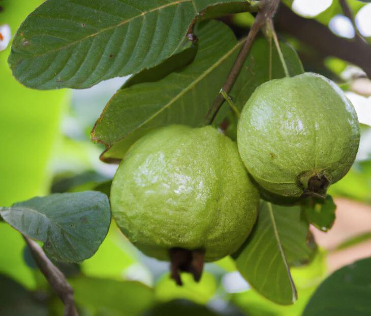 Wie schmeckt Guave?
