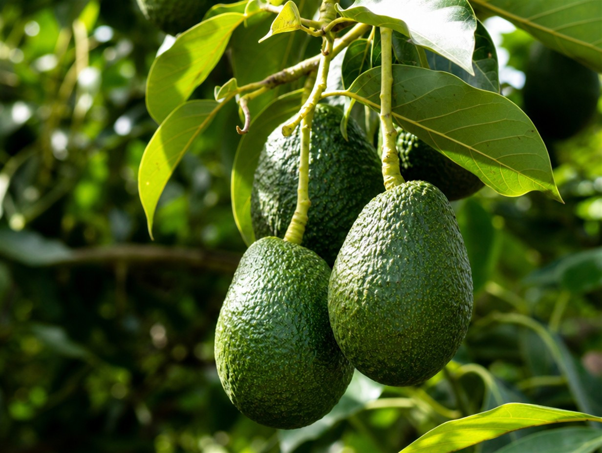 Avocadobaum mit reifen Avocados am Ast