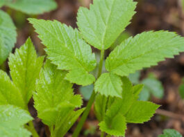 Frische, junge Gierschblätter mit dreiteiliger Form im Garten