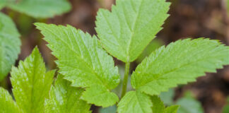 Wie schmeckt Giersch? Frische, junge Gierschblätter mit dreiteiliger Form im Garten