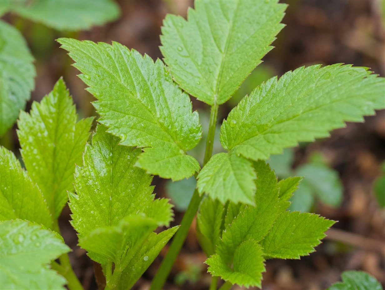 Frische, junge Gierschblätter mit dreiteiliger Form im Garten