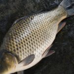 Ganzer roher Karpfen