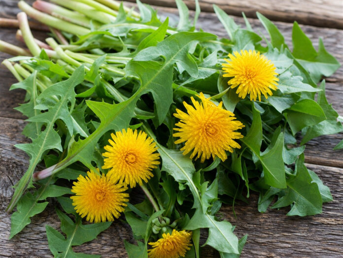Wie schmeckt Löwenzahn Frische Löwenzahnblätter und gelbe Löwenzahnblüten auf Holzuntergrund