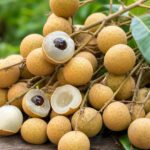 Ein Büschel Longan-Früchte, einige geöffnet mit durchscheinendem weißem Fruchtfleisch