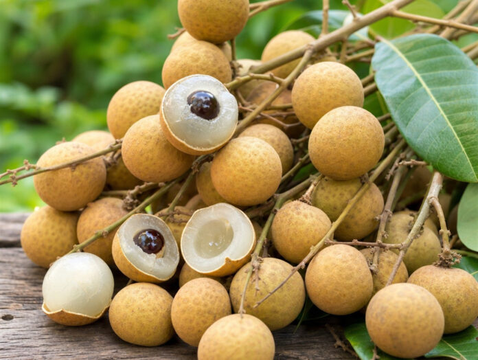 Wie schmeckt Longan Ein Büschel Longan-Früchte, einige geöffnet mit durchscheinendem weißem Fruchtfleisch