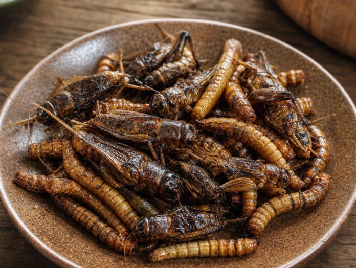 Geröstete Mehlwürmer und Grillen als Snack