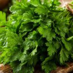 Frische Petersilie