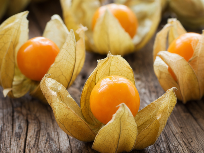 Physalis mit geöffneter Hülle