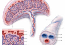 Wie schmeckt Plazenta? Anatomische Illustration von Plazenta und Nabelschnur im medizinischen Lehrbuchstil