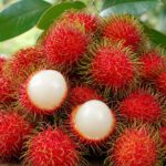 Ganze rote Rambutan-Früchte mit weichen Stacheln, zwei davon geöffnet mit durchscheinendem weißem Fruchtfleisch