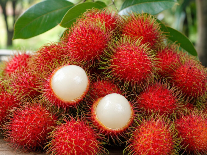 Wie schmeckt Rambutan Ganze rote Rambutan-Früchte mit weichen Stacheln, zwei davon geöffnet mit durchscheinendem weißem Fruchtfleisch