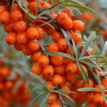 Dicht wachsende orangerote Sanddornbeeren an einem dornigen Zweig mit schmalen, silbrig-grünen Blättern