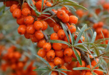 Wie schmeckt Sanddorn? Dicht wachsende orangerote Sanddornbeeren an einem dornigen Zweig mit schmalen, silbrig-grünen Blättern
