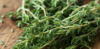 Wie schmeckt Thymian? Frische Thymianzweige auf einem Holzbrett