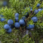 Blauschwarze Wacholderbeeren an einem grünen Wacholderzweig