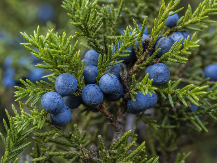 Wie schmecken Wacholderbeeren Blauschwarze Wacholderbeeren an einem grünen Wacholderzweig