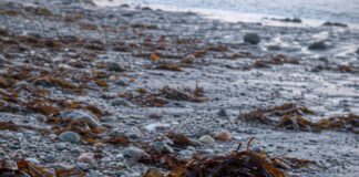 Ambra: Warum Walkotze wertvoller ist als Silber Grauer wächserner Ambraklumpen liegt angespült am Strand zwischen Tang und Kieseln