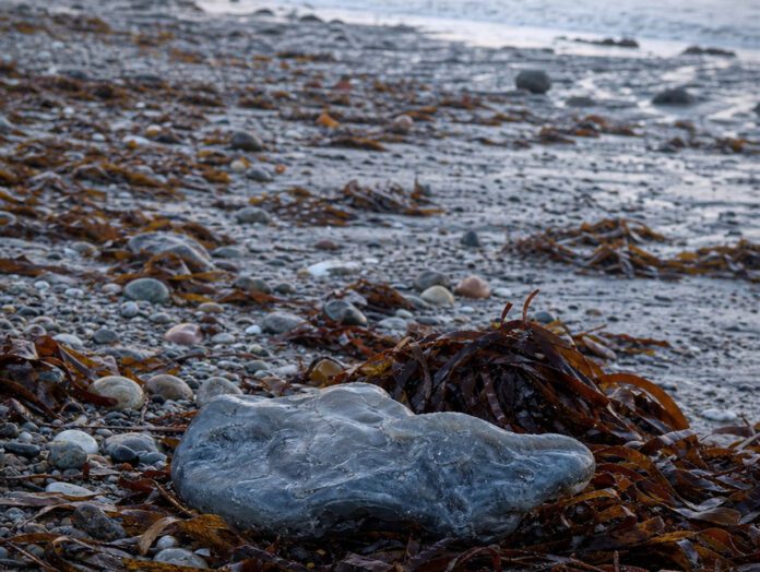 Grauer wächserner Ambraklumpen liegt angespült am Strand zwischen Tang und Kieseln