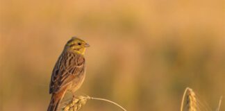 Ortolan: Der Singvogel, den man unter einem Tuch isst Kleine gelbbraune Ammer sitzt auf einem Getreidehalm in einem sommerlichen Feld