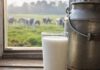 Weltmilchtag am 1. Juni: Herkunft, Zahlen und Milchsorten Volles Glas kalte Milch auf einem Holztisch neben einer alten Metallmilchkanne