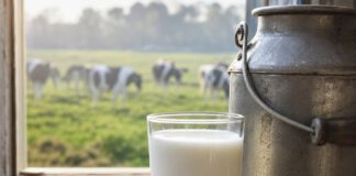 Weltmilchtag am 1. Juni: Herkunft, Zahlen und Milchsorten Volles Glas kalte Milch auf einem Holztisch neben einer alten Metallmilchkanne