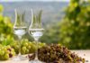 Wie schmeckt Grappa? Zwei schlanke tulpenförmige Gläser mit klarem Grappa auf einem Holztisch, daneben Weintrauben und ein Haufen Traubentrester aus Schalen und Kernen