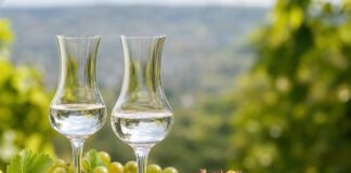 Wie schmeckt Grappa? Zwei schlanke tulpenförmige Gläser mit klarem Grappa auf einem Holztisch, daneben Weintrauben und ein Haufen Traubentrester aus Schalen und Kernen
