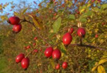 Wie schmeckt Hagebutte? Zweig einer Wildrose voller leuchtend roter reifer Hagebutten vor einer herbstlichen Hecke