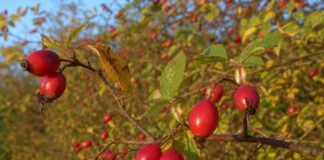 Wie schmeckt Hagebutte? Zweig einer Wildrose voller leuchtend roter reifer Hagebutten vor einer herbstlichen Hecke