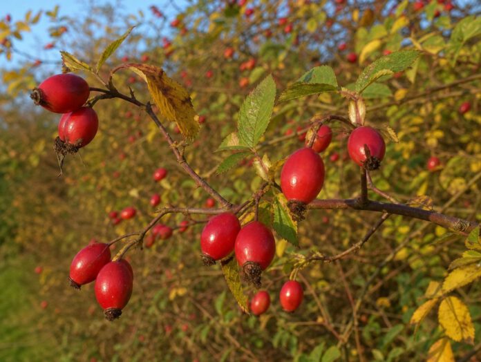 Zweig einer Wildrose voller leuchtend roter reifer Hagebutten vor einer herbstlichen Hecke