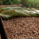 Kakaobohnen fermentieren in einer flachen Holzkiste auf einer Plantage, teilweise mit Bananenblättern abgedeckt