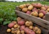 Tag der Kartoffel: Warum es zwei Termine gibt und was zählt Frisch geerntete Kartoffeln verschiedener Sorten in einer Holzkiste auf dem Feld, teils noch mit Erde