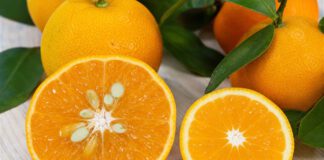 Mandarine oder Clementine: Was ist der Unterschied? Zwei halbierte Zitrusfrüchte auf hellem Holz, links eine größere mit sichtbaren Kernen, rechts eine kleinere kernlose, umgeben von ganzen Früchten mit grünen Blättern