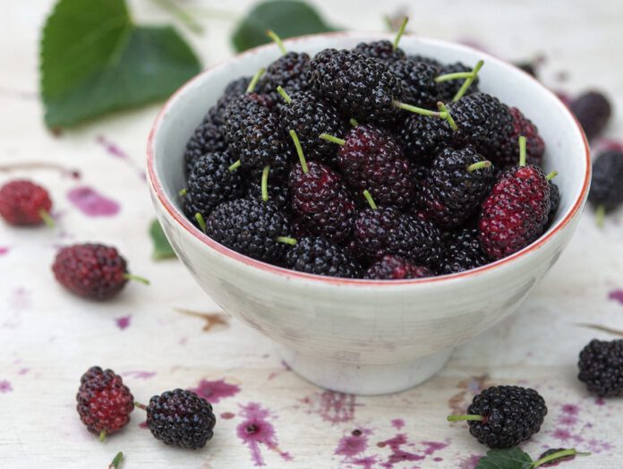 Schale mit dunkelvioletten frischen Maulbeeren mit grünen Stielen, der Saft färbt die helle Holzfläche