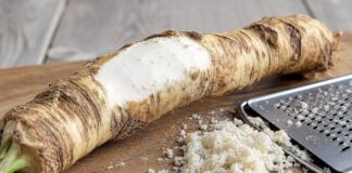 Wie schmeckt Meerrettich? Lange knorrige Meerrettichwurzel auf einem Holzbrett, teilweise geschält, daneben frisch geriebener weißer Meerrettich und eine Reibe