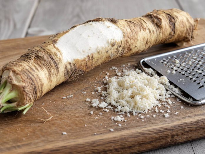 Lange knorrige Meerrettichwurzel auf einem Holzbrett, teilweise geschält, daneben frisch geriebener weißer Meerrettich und eine Reibe