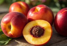 Warum schmeckt Nektarine bitter? Mehrere reife rotgelbe Nektarinen auf Holz, eine halbiert mit gelbem Fruchtfleisch und rotem Ring um den Stein