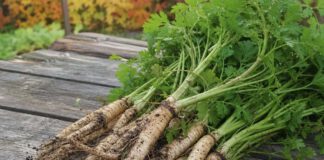 Wie schmeckt Petersilienwurzel? Bund frisch geernteter Petersilienwurzeln mit anhaftender Erde und grünem Petersilienkraut auf einem Holztisch