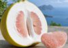 Warum schmeckt Pomelo bitter? Große aufgeschnittene Pomelo mit sehr dicker weißer Schicht unter der Schale und blassrosa Fruchtsegmenten