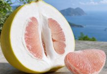 Warum schmeckt Pomelo bitter? Große aufgeschnittene Pomelo mit sehr dicker weißer Schicht unter der Schale und blassrosa Fruchtsegmenten