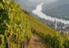 Tag des Weines: Termine, Qualitätsstufen und deutsche Zahlen Steiler Weinberg an einem Flusshang mit Rebzeilen und reifenden Trauben, unten Fluss und Dorf