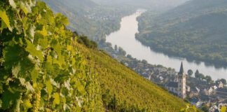 Tag des Weines: Termine, Qualitätsstufen und deutsche Zahlen Steiler Weinberg an einem Flusshang mit Rebzeilen und reifenden Trauben, unten Fluss und Dorf