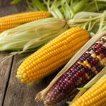 Maiskolben mit zurückgeschlagenen Hüllblättern